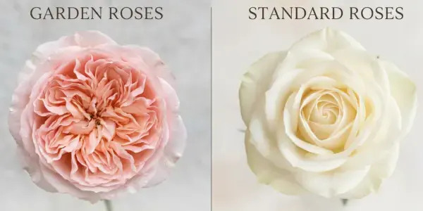 Comparison of garden roses with ruffled petals and stronger fragrance versus standard roses with uniform blooms and longer vase life